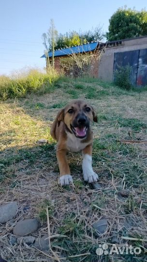 Щенки помесь