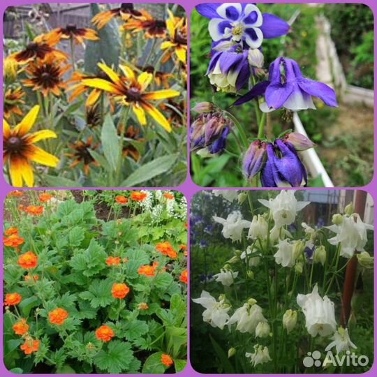 Многолетние цветы и кустарники