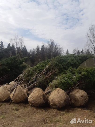 Сосна обыкновенная