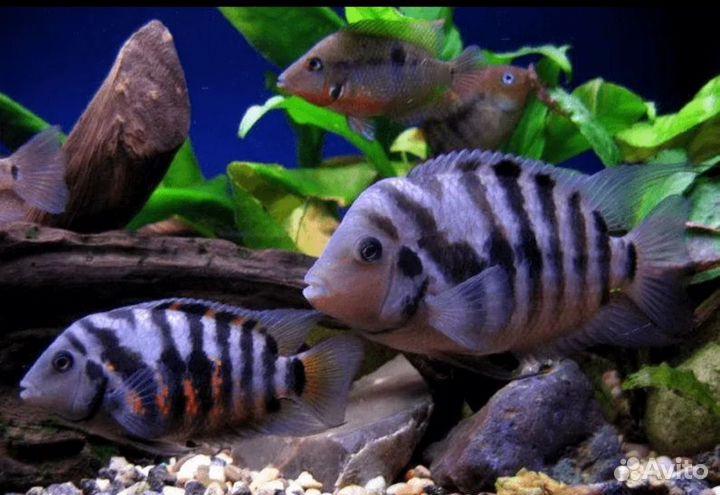 Аквариумные рыбки цихлазома чернополосая