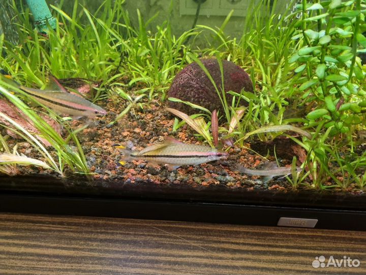 Аквариум с рыбками