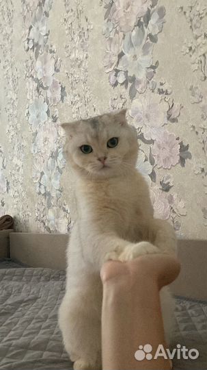 Шотладский кот