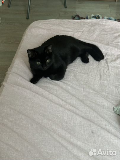 Отдам котенка в добрые руки