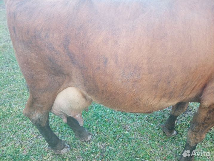 Продается корова