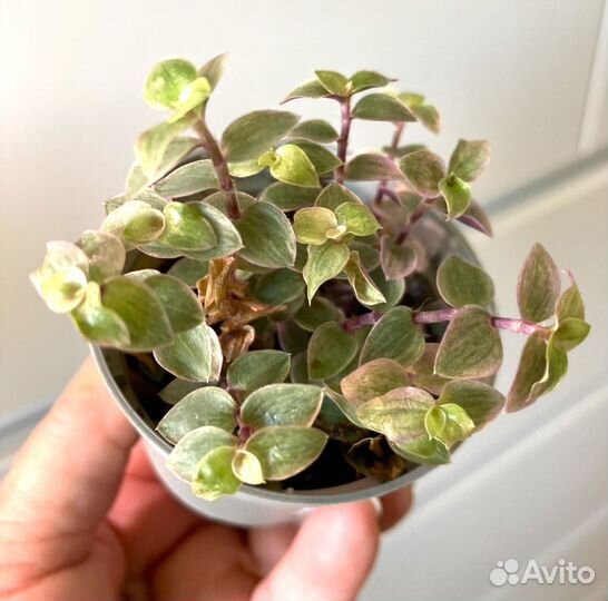 Каллизия Gold. Оксалис (Кислица )