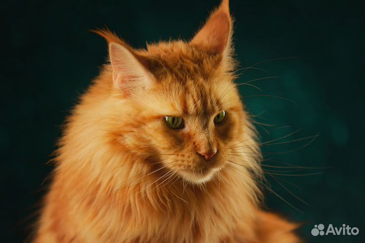 Фотограф-анималист