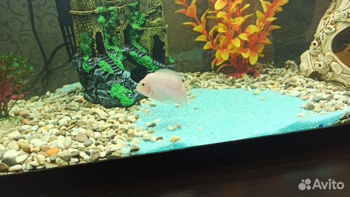 Аквариумные рыбки цихлиды