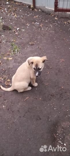 Щенок (сука)