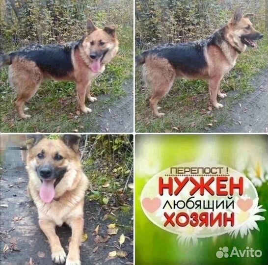 Красотка Марта ищет дом