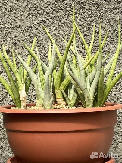 Сансевиерия S. cv “Lady Charm”