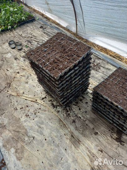 Рассада клубники