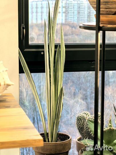 Сансевиерия бентель
