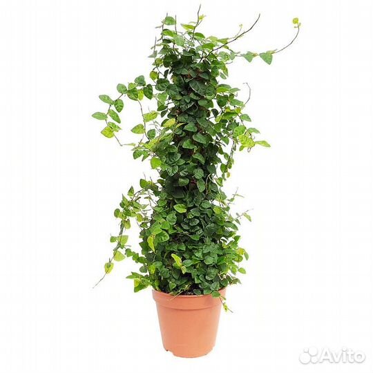 Фикус Пумила