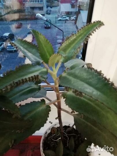 Продам цветы коланхоэ лечебный