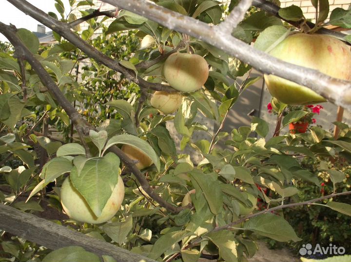 Саженцы яблони