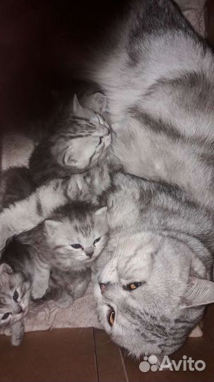 Британские котята
