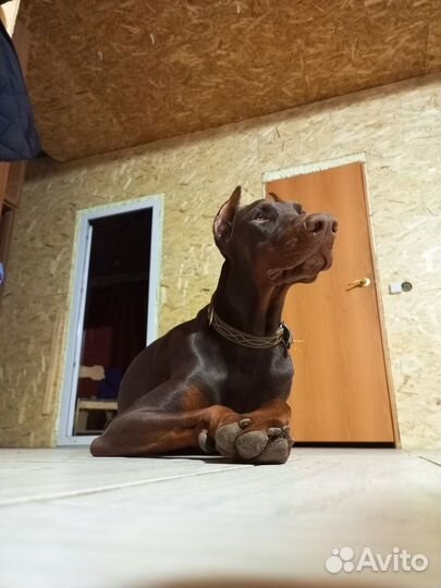 Кобель добермана вязка
