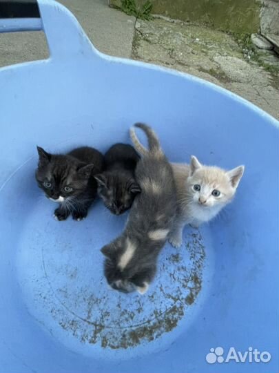 Отдам котят в добрые руки