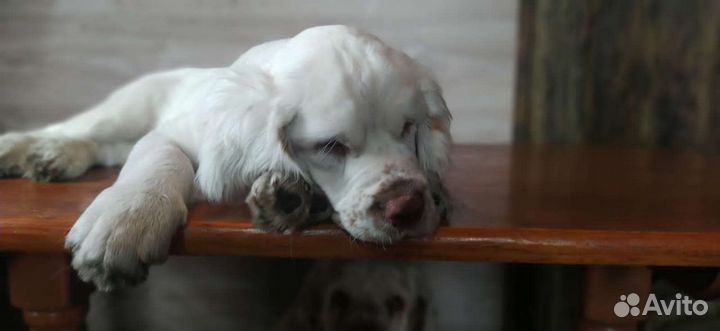 Кламбер спаниель