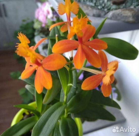 Орхидея эпидендрум