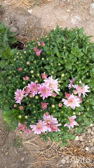 Хризантемы мультифлора