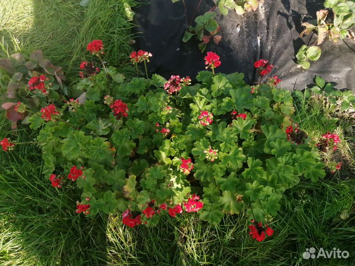 Пеларгония герань розебудная