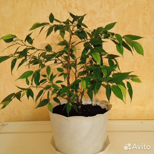 Фикус бенджамина наташа