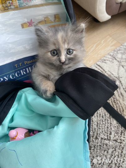 Котята помесь с британцами
