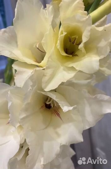 Гладиолусы луковицы белые