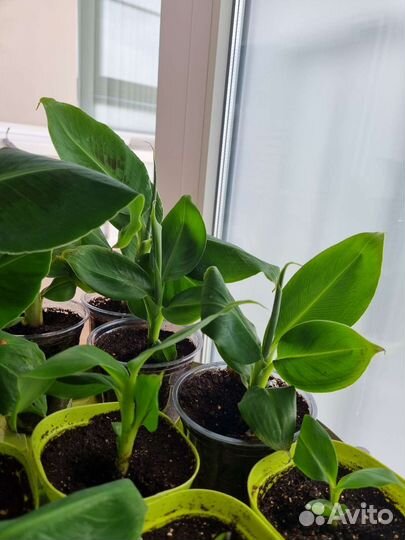 Банан комнатный