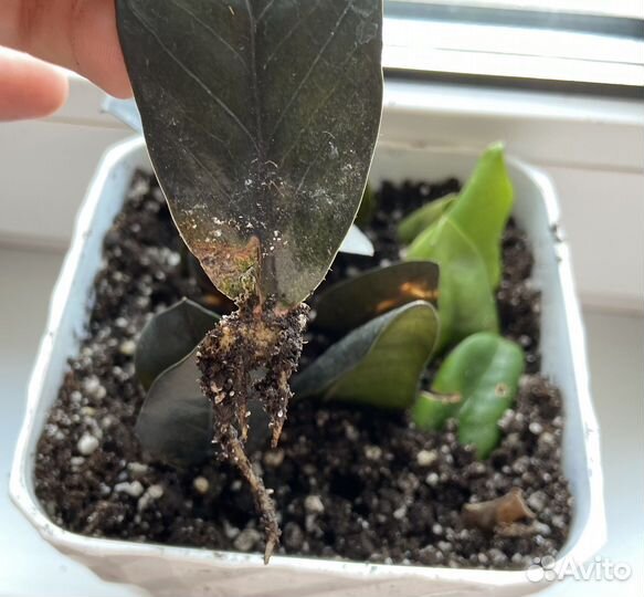 Замиокулькас равен черный