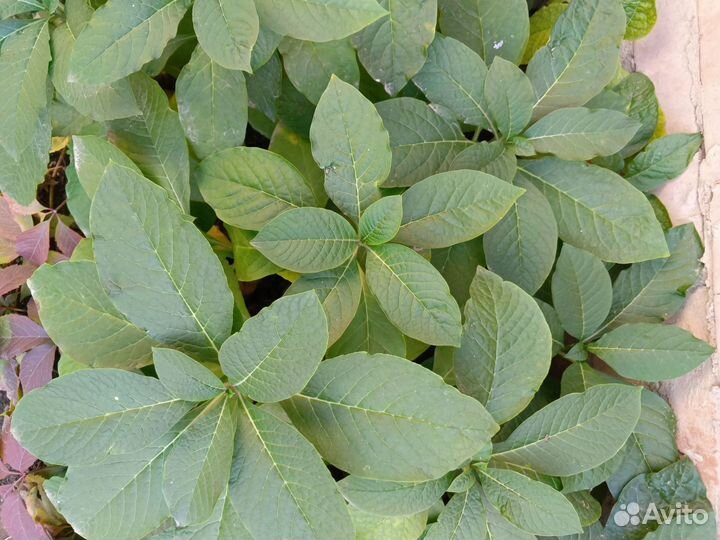 Лаконос декоративный (Phytolacca americana)