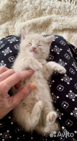 Котенок -девочка, 1 месяц