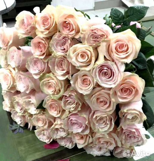 Розы, букет цветов 51 шт