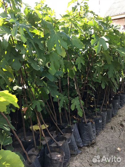 Инжир Крымский Черный (саженец)