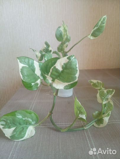 Эпипремнум Н джой