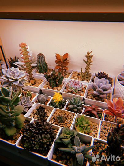 Суккуленты часть 1