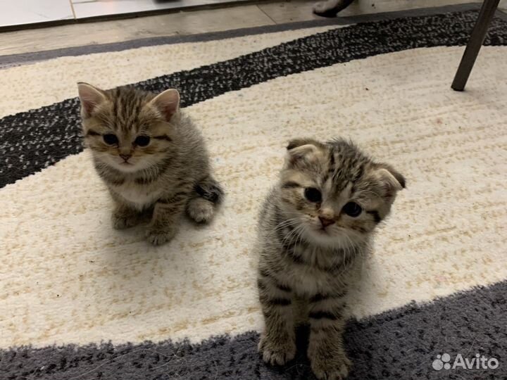 Шотландская