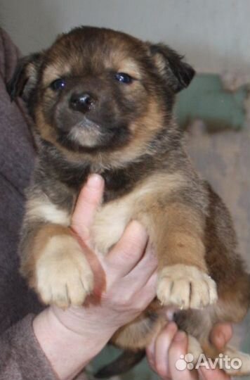 Щеночки девочки