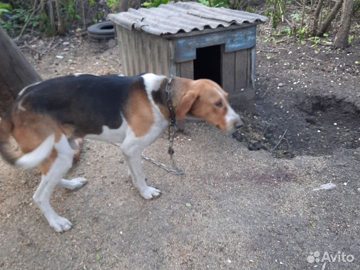 Охотничьи собаки