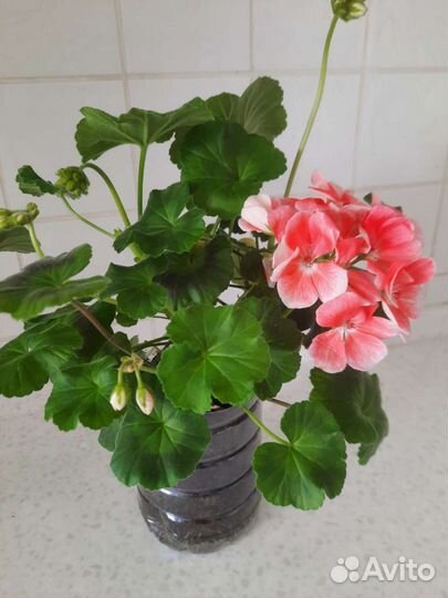 Пеларгония герань королевская