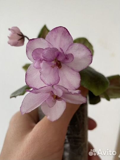 Листочки сортовых фиалок