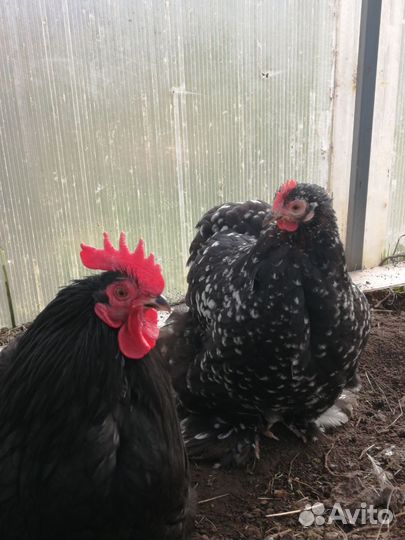 Семья кохинхина карликового