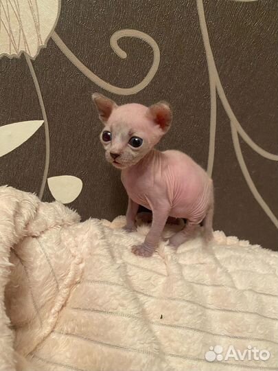 Сфинкс котенок мальчик