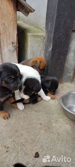 Щенки