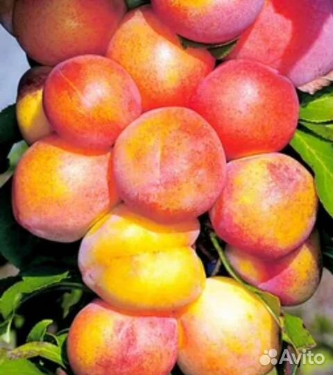 Саженцы сливы