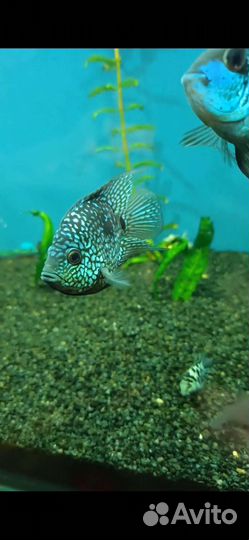 Бриллиантовая цихлазома баллон мальки