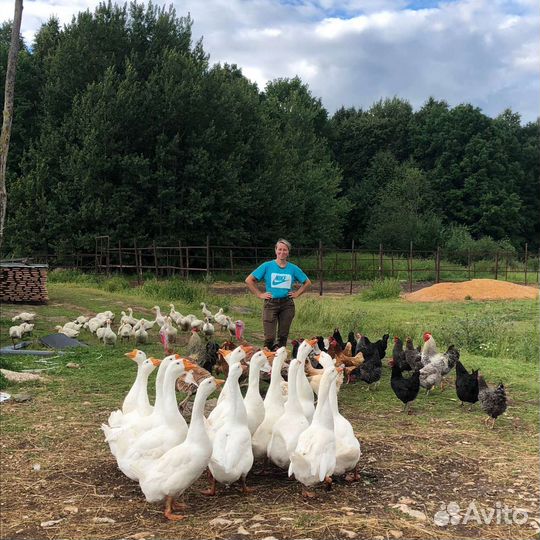 Большая семья гусей