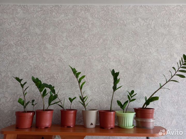 Замиокулькас