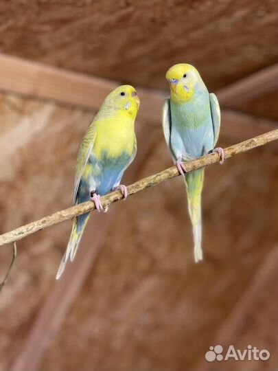 Птенцы волнистых попугаев, радужные попугаи, Чехи